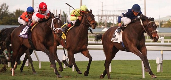 Ray's the Bar (GB) Part of Strong Pair for Chad Brown in $100,000 Dania Beach